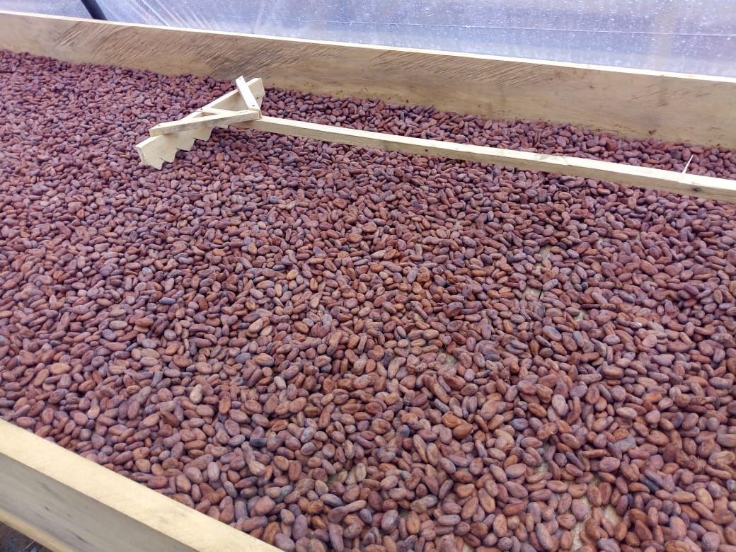 Premium Cameroon Cocoa Processing